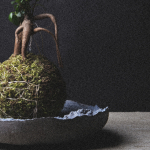 kokedama-721×1024